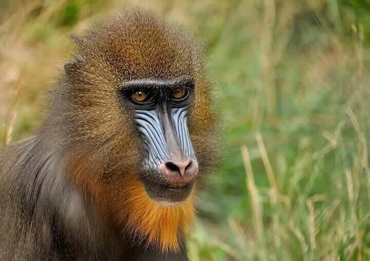 Mandrill