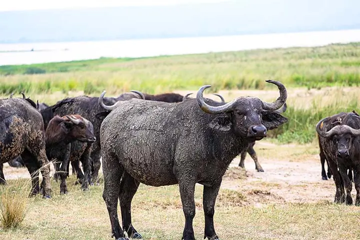 buffalos