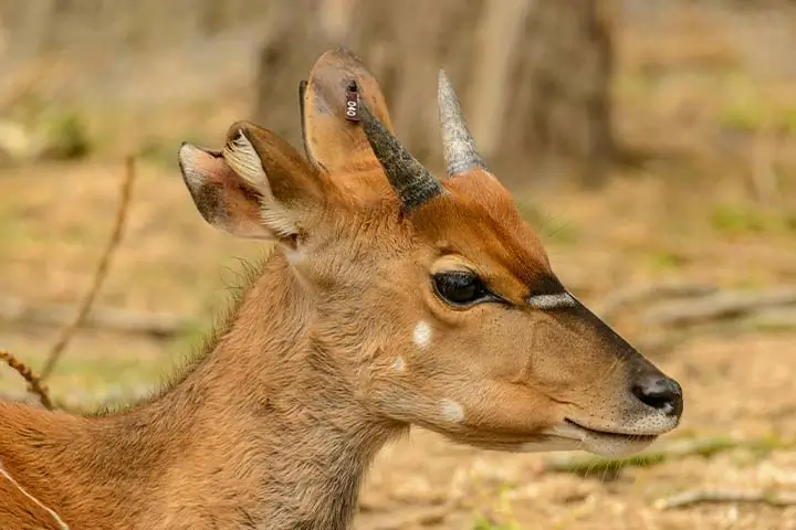 bushbuck