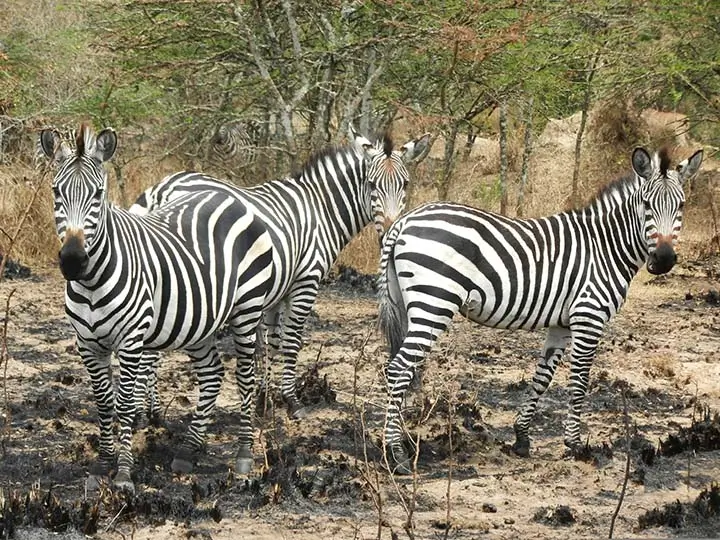 zebras