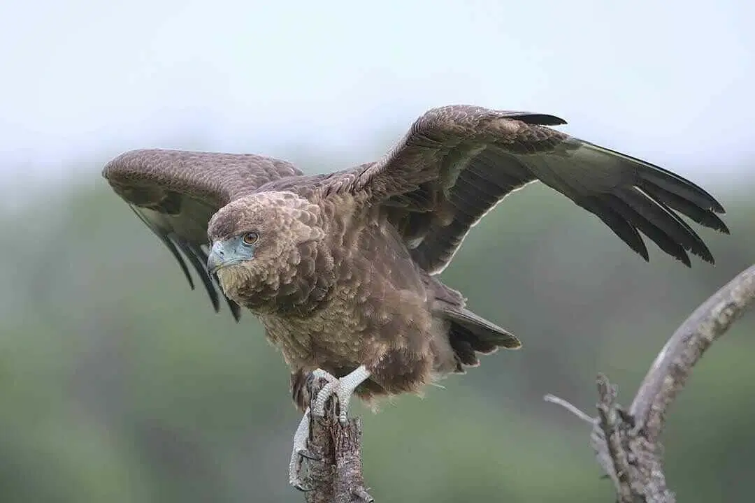 Bateleur