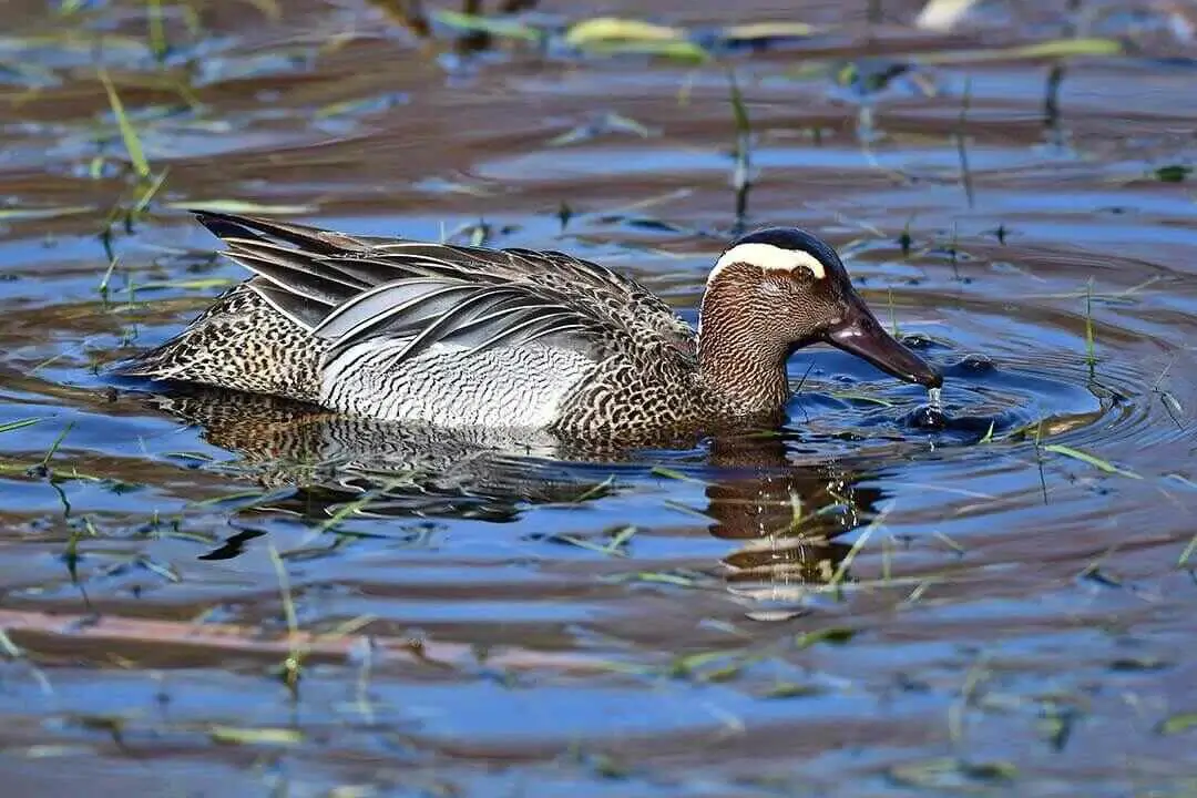 Garganey