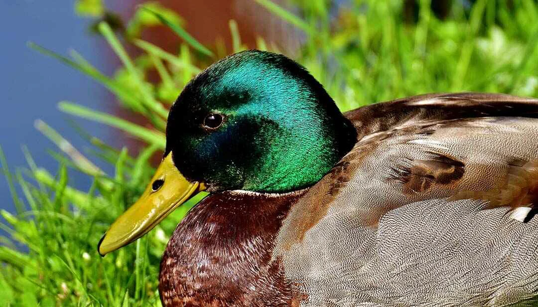 Mallard