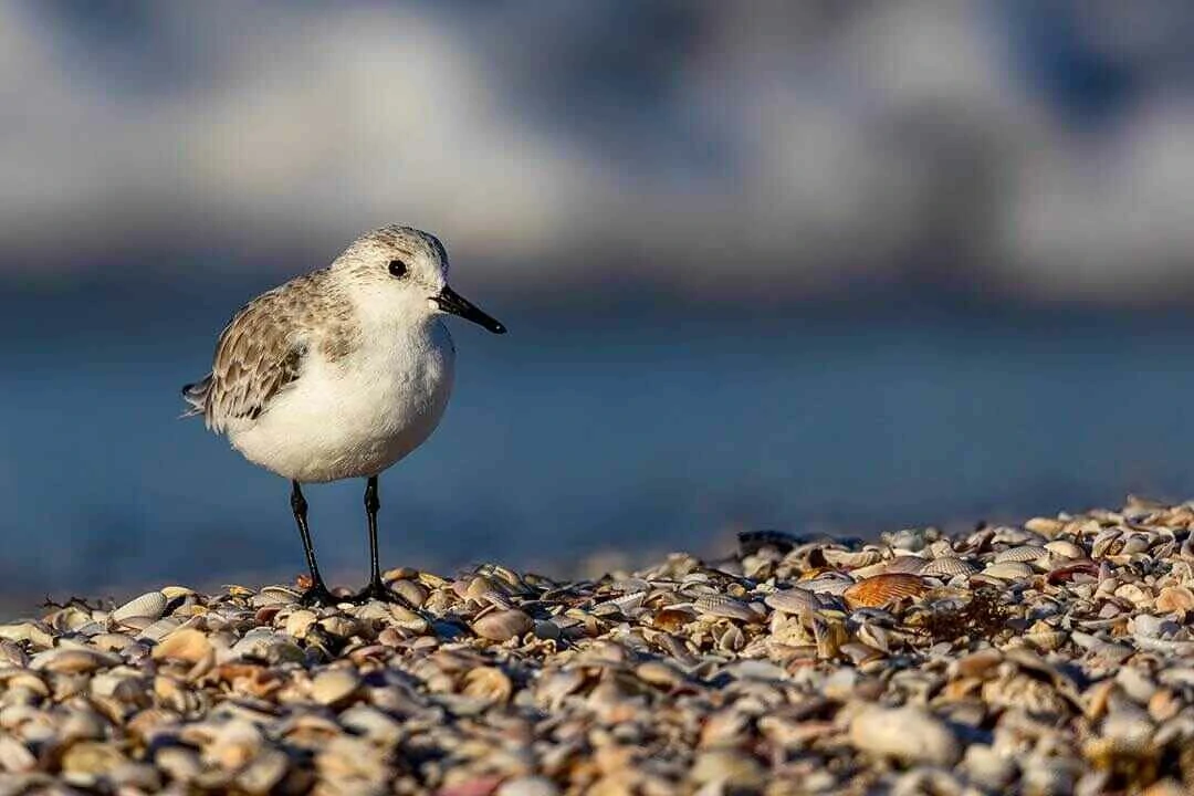 Sanderling