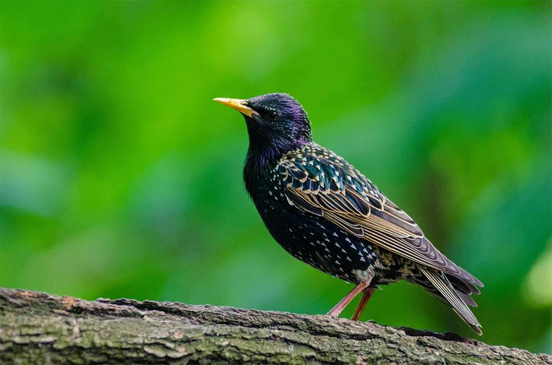 Starling