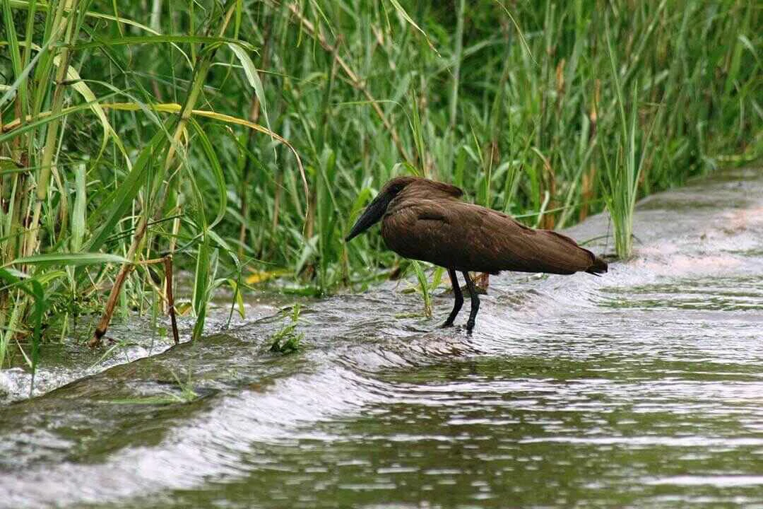 hamerkop