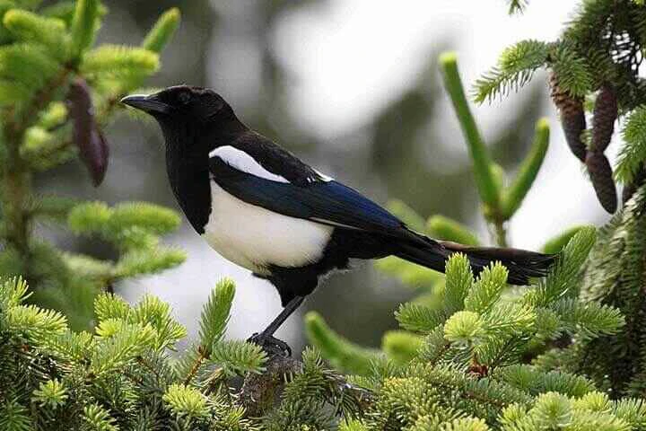 magpie