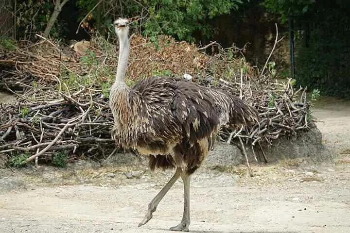 ostrich