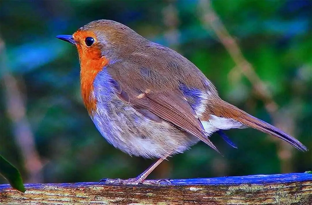 robin