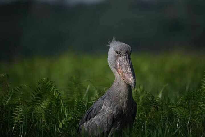 shoebill