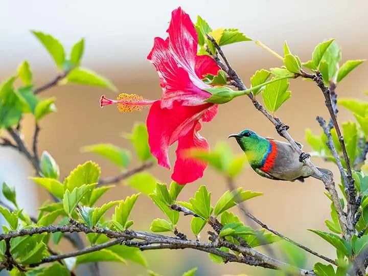 sunbird