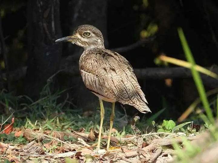 waterthick knee