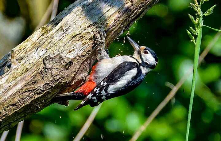 woodpecker