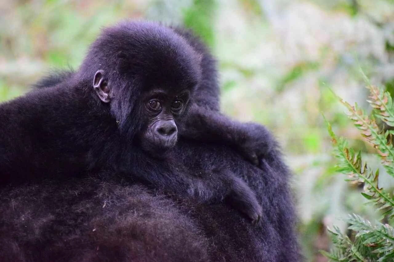 a mountain gorilla